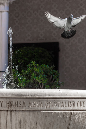 pigeon flying over a water fountainの写真素材