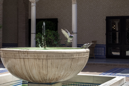 Pigeon in flight against water fountain.の写真素材