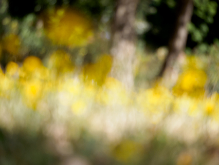 Surrealist field of yellow flowers backgroundの写真素材