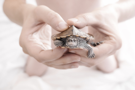 Hands holding baby turtle. Selective focusの写真素材