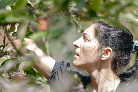 woman picking apples in summer