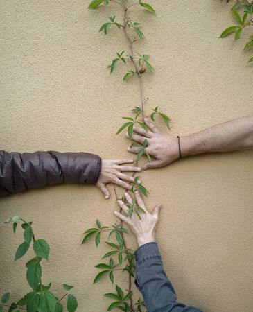 Three hands touching wall decorated with ivyの写真素材