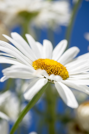 Daisies on blue sky backgroundの写真素材