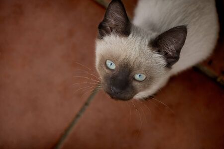 Beautiful young light brown and blue eyes cat looking upの写真素材