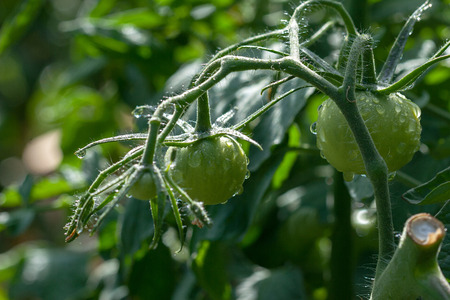 Fresh tomatos on a plantの写真素材
