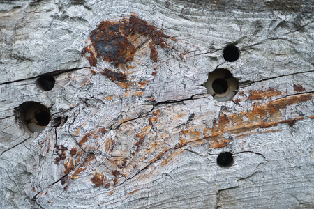 old wood backgroundの写真素材
