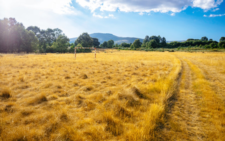 Desolate soccer field in the forestの写真素材