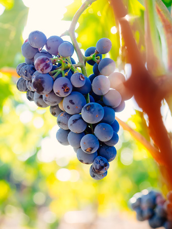 Branch of red wine grapesの写真素材