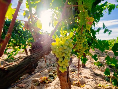 Fresh Green grapes on vine. Summer sun lightsの写真素材
