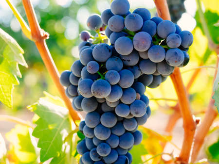 Branch of red wine grapesの写真素材