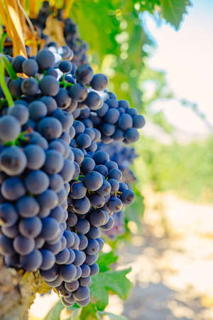 Red Grapes "Tinta de Toro" on the Vine in Molaleja del Vino, Zamora, Spainの写真素材