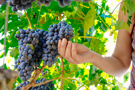 woman hands picking grape during wine harvestの写真素材