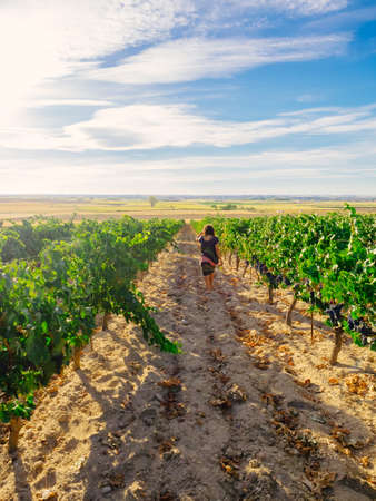 Woman walking in vineyardの写真素材