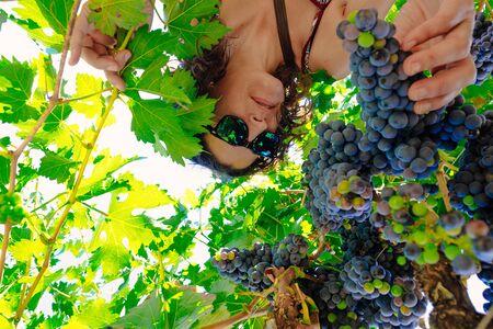 Below view of woman picking grape during wine harvestの写真素材