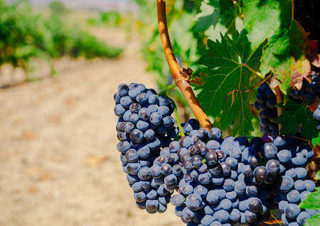 Red grapes with green leaves on the vineの写真素材