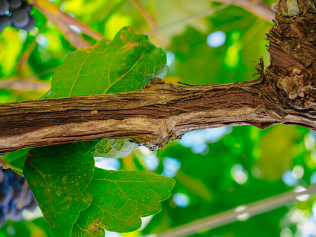 Below view of vine trunkの写真素材