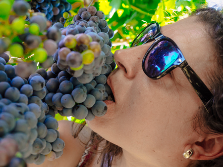 Below view of woman biting bunch of grapes during wine harvest