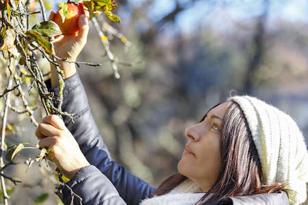 Young woman picking apples from an apple tree on a sunny winter day