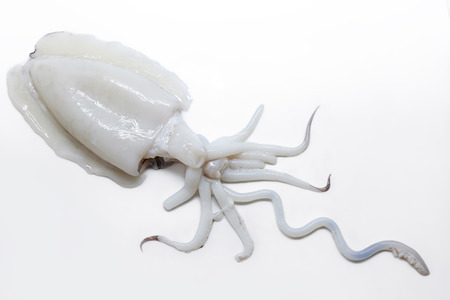 Raw and fresh cuttlefish. Spanish squid "Choco"の写真素材