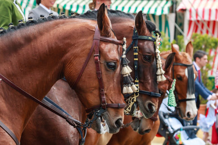 Seville, Spain - April 29, 2015: Row of Thoroughbred Horses at the April's Fair of Seville.The Seville Fair "Feria de abril de Sevilla" is one of most important celebration of the city, it begins one or two week after easter Holy Weekのeditorial素材