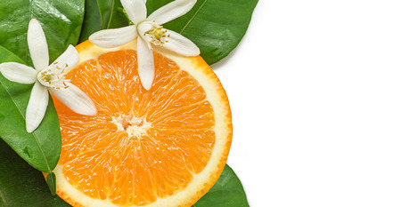 Orange with leafs and blossom in a white backgroundの写真素材