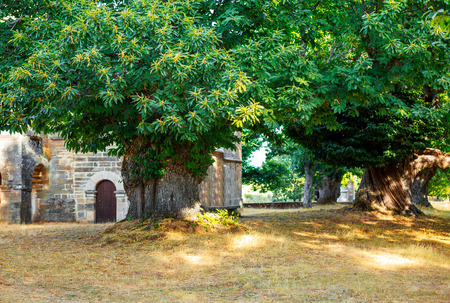 Centenary chestnut trees in ancient Celtic settlementの写真素材