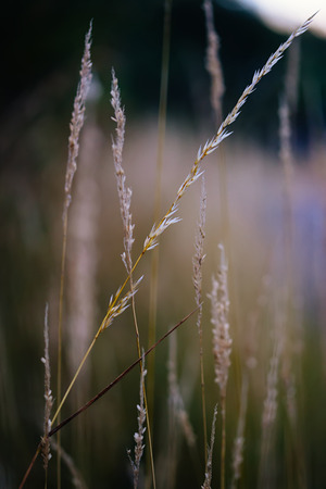 Dusk on the mountainの写真素材