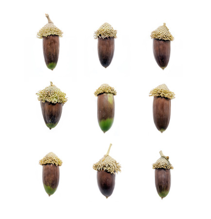 Set of oak acorns isolated on white backgroundの写真素材