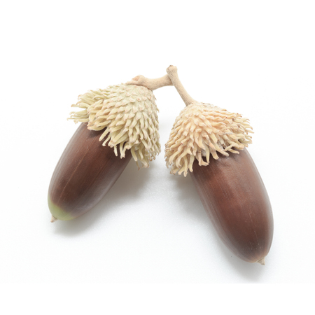 Oak acorns isolated on white backgroundの写真素材