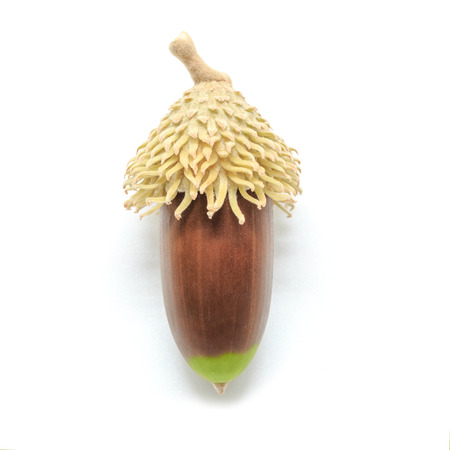 Acorn isolated on white backgroundの写真素材