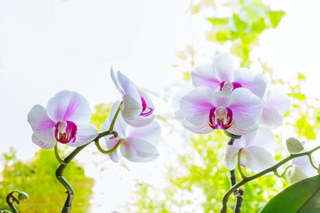 Colorful and elegant orchid flower with natural background and space for textの写真素材