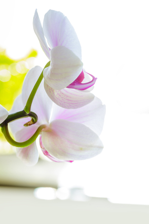 Close up of Beautiful colorful orchid flower.の写真素材