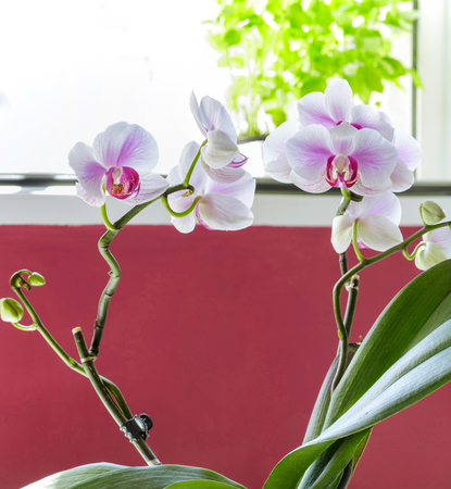 Beautiful orchid flower with copy spaceの写真素材