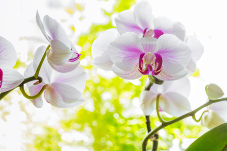 Close up of Colorful and elegant orchid flower with natural backgroundの写真素材