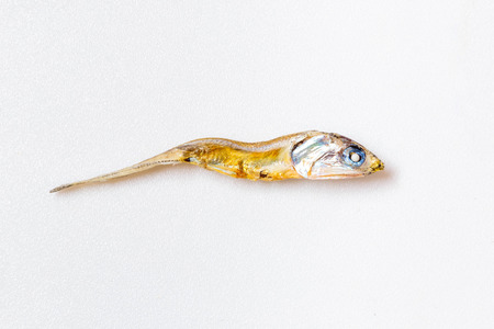 Close up of Japanese dried infant sardine used as seasoning in Japanese foods and cooking. Japanese healthy snack food. Niboshi or Iriko fish close up.の写真素材