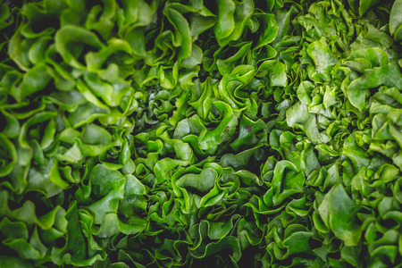 Raw Fresh green lettuce leaves texture and background. Top viewの写真素材