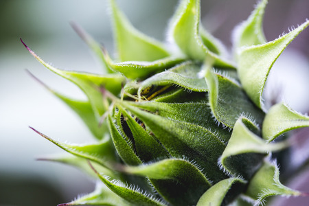 Green sunflower bud. Macro shot of sunflower budの写真素材