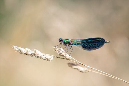 Dragonfly sitting on tip of spikelet grassの写真素材