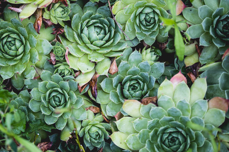 Top view of beautiful succulents at the garden.の写真素材