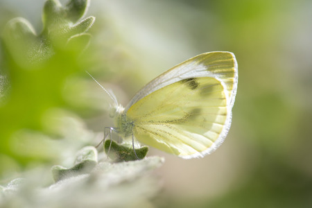 Beautiful Cabbage Butterfly (Pieris brassicae) camouflaged on a flower.の写真素材