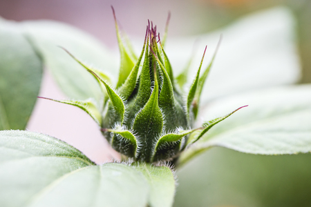 Green sunflower bud. Macro shot of sunflower budの写真素材