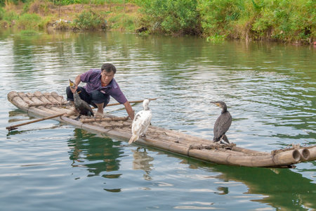 Yangshuo, China - July 14, 2010: Cormorant fisherman and his birds on the Li River in Yangshuo, Guangxi, China. Cormorant fishing is a traditional way of life on the Li River in the past.のeditorial素材