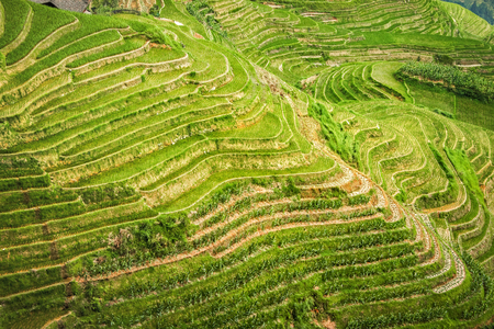 Beautiful Terraced rice fields (Dragon's Backbone) in Longsheng near town of Guilin, Guangxi, China.の写真素材