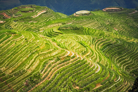 Landscape rice fields on terraced.の写真素材