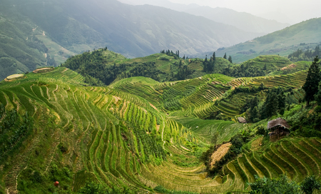 Landscape rice fields on terraced in Longsheng. Guangxi, China.の写真素材