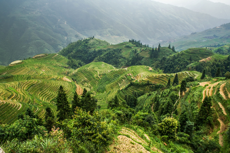 Terraced rice paddy field in Longsheng County. Guangxi, China.の写真素材