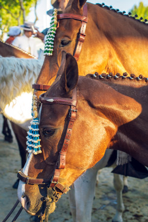 Sevilla, Spain - April 18, 2018: Andalusian black horses at the April Fair, Seville Fair (Feria de Sevilla). The Seville Fair (officially and in Spanish: Feria de abril de Sevilla, "Seville April Fair") is held in Andalusian capital of Seville, Spainのeditorial素材