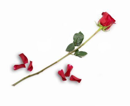 Beautiful single red rose with petals isolated on whiteの写真素材