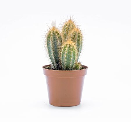 Cactus in pot isolated on whiteの写真素材