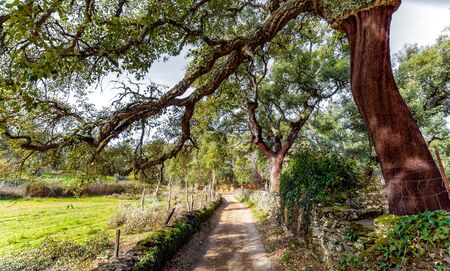 Beautiful view the Old Cork oak trees field and footpathの写真素材